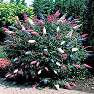 Arbre à papillons tricolore
