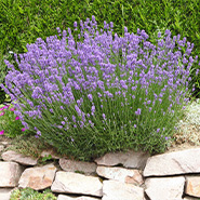 Lavande de Grasse